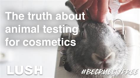 does chanel do animal testing|cosmetic products tested on animals.